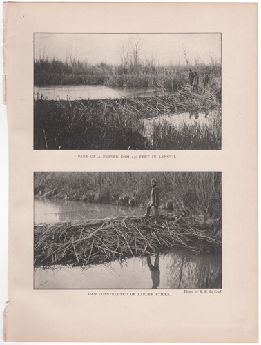 Part of a beaver dam... / Dam constructed of larger sticks